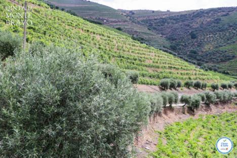 فيلا Quinta Do Monte Bravo - Douro - Quarto Duplo Ervedosa do Douro المظهر الخارجي الصورة